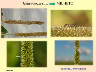Helicoverpa spp. MILHETO 
ovos 
YEHOSHUA HAMASHIACH 
PSARAN  