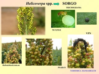 Helicoverpa spp. SORGO 
thebeatsheed.com.au 
YEHOSHUA HAMASHIACH 
PSARAN 
VPN 
M.TAMAI 
TRICHOGRAMA 
 