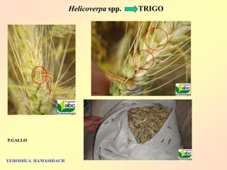 YEHOSHUA HAMASHIACH 
Thiago, T. C 
Gallo, P. 
Helicoverpa spp. TRIGO 
P.GALLO 
 