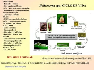 =http://www.infonet-biovision.org/res/res/files/1699. 
Helicoverpa spp. CICLO DE VIDA 
Helicoverpa armigera 
MARIPOSA. 
-Tamanho : 18 mm 
- Envergadura : 35 mm 
- Cor : asas anteriores - castanha, mancha escura, asas posteriores claras com franjas Oviposição : 15 dias OVOS - Esféricos e estriados: 0,5mm - Cor : claros, creme-escuros 
-Nº/femea : 300 a 1000 LAGARTAS 
-Cores variadas 
- Instares : 5 a 6 
- Duração : 15 a 25 dias 
-Tamanho : 30 a 40 mm PUPAS 
-Cor : marrom-avermelhada 
- Camara pupal no solo 
- Duração : 10 a 15 dias 
- Diapausa facultativa GERAÇÕES 
- Nº : 3 a 10/ano 
COSMOPOLITA & POLIFAGA & CANIBALISMO & ALTA MOBILIDADE & ELEVADA FECUNDIDADE 
YEHOSHUA HAMASHIACH 
BIOLOGIA REGIONAL  