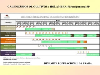 CALENDÁRIOS DE CULTIVOS : HOLAMBRA-Paranapanema-SP 
DINAMICA POPULACIONAL DA PRAGA 
 