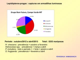 Lepidópteros-pragas : capturas em armadilhas luminosas 
Período : outubro/2012 a abril/2013 Total : 5253 mariposas 
H. virescens : prevalencia > outubro a fevereiro 
Helicoverpa spp. : prevalencia > março a abril 
P. includens : todo o período > + forte > janeiro a abril 
S. frugiperda : prevalencia > fevereiro a abril 
Grupo Bom Futuro, Campo Verde-MT 
14.22% 
34.36% 
21.58% 
2.77% 
27.05% 
Curuquerê 
H.virescens 
Helicoverpa spp 
S.frugiperda 
P.includens 
YEHOSHUA HAMASHIACH 
 