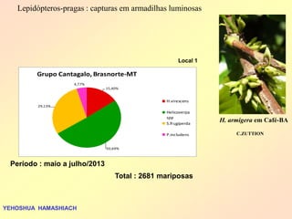 Lepidópteros-pragas : capturas em armadilhas luminosas 
Período : maio a julho/2013 
Total : 2681 mariposas 
15,40% 
50,69% 
29,13% 
4,77% 
Grupo Cantagalo, Brasnorte-MT 
H.virescens 
Helicoverpa 
spp 
S.frugiperda 
P.includens 
YEHOSHUA HAMASHIACH 
Local 1 
H. armigera em Café-BA 
C.ZUTTION 
 