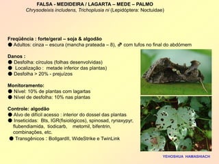 Freqüência : forte/geral – soja & algodão 
● Adultos: cinza – escura (mancha prateada – 8), ♂ com tufos no final do abdómem 
Danos : 
● Desfolha: círculos (folhas desenvolvidas) 
● Localização : metade inferior das plantas) 
● Desfolha > 20% - prejuízos 
Monitoramento: 
● Nível: 10% de plantas com lagartas 
● Nível de desfolha: 10% nas plantas 
Controle: algodão 
● Alvo de difícil acesso : interior do dossel das plantas 
● Inseticidas: Bts, IGR(fisiológicos), spinosad, rynaxypyr, 
flubendiamida, tiodicarb, metomil, bifentrin, 
combinações, etc. 
● Transgênicos : BollgardII, WideStrike e TwinLink 
YEHOSHUA HAMASHIACH 
FALSA - MEDIDEIRA / LAGARTA – MEDE – PALMO 
Chrysodeixis includens, Trichoplusia ni (Lepidóptera: Noctuidae)  
