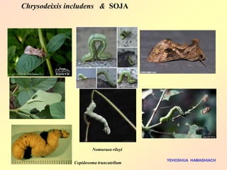 Chrysodeixis includens & SOJA 
YEHOSHUA HAMASHIACH 
Copidosoma truncatellum 
Nomuraea rileyi  