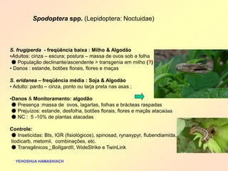 S. frugiperda - freqüência baixa : Milho & Algodão 
•Adultos: cinza – escura; postura – massa de ovos sob a folha ● População declinante/ascendente > transgenia em milho (?) 
• Danos : estande, botões florais, flores e maças S. eridanea – freqüência média : Soja & Algodão 
• Adulto: pardo – cinza, ponto ou tarja preta nas asas ; 
•Danos & Monitoramento: algodão ● Presença :massa de ovos, lagartas, folhas e brácteas raspadas ● Prejuízos: estande, desfolha, botões florais, flores e maçãs atacadas ● NC : 5 -10% de plantas atacadas Controle: ● Inseticidas: Bts, IGR (fisiológicos), spinosad, rynaxypyr, flubendiamida, tiodicarb, metomil, combinações, etc. ● Transgênicos : BollgardII, WideStrike e TwinLink 
YEHOSHUA HAMASHIACH 
P.SARAN 
WJS 
Spodoptera spp. (Lepidoptera: Noctuidae) 
 