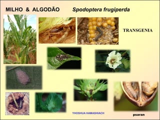 psaran 
Spodoptera frugiperda 
MILHO & ALGODÃO 
YHOSHUA HAMASHIACH 
TRANSGENIA  