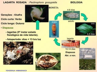 4-8 dias 
adulto 
lagarta 
pupa 
ovo 
10-14 dias Diapausa Abr. a nov. 
9 dias 
4-5 dias 
Gerações : 4/safra Ciclo curto: Verão Ciclo longo: Outono 
• Diapausa - lagartas (5º ínstar estado fisiológico de vida latente). - fotoperíodo: dias < 13 hrs luz 
LAGARTA ROSADA : Pectinophora gossypiella BIOLOGIA 
ROSETA 
YEHOSHUA HAMASHIACH  