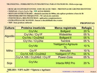 Cultura 
Proteína inseticida 
Marca registrada 
Refugio 
Algodão 
Cry1Ac 
Bollgard 
20 % 
Cry1Ac / Cry1F 
Widestrike 
05 % 
Cry1Ac / Cry2Ab2 
Bollgard ll 
05 % 
Cry1Ac / Cry2Ae 
Twinlink 
05 % 
Milho 
Cry1Ab 
Yieldgard e Agrisure TL 
10 % 
Cry1F 
Herculex 
10 % 
Cry1A.105 / Cry2Ab2 
Yieldgard VT Pro 
05 % 
Cry1A.105 / Cry2Ab2 / Cry1F 
Power-Core 
05 % 
Soja 
Cry1Ac 
Intacta RR2 Pro 
20 % 
• BUSCAR CULTIVOS/EVENTOS COM DUAS OU TRES PROTEINAS DE GRUPOS DISTINTOS 
• TOXINAS : Cry1, Cry2 e Vip ALTAS DOSES 
• REFUGIO ESTRUTURADO : distancia maxima de 800m, não aplicar produtos a base de Bt 
• MONITORAMENTO FREQUENTE : NC (niveis de controle) 
• INSETICIDAS e BIO-PESTICIDAS : aplicações complementares 
• ESTRATÉGIAS DE MANEJO : buscar a durabilidade dos eventos 
• MIP : boas praticas culturais 
TRANSGENIA : FERRAMENTA FUNDAMENTAL PARA O MANEJO DA Helicoverpa spp. 
YEHOSHUA HAMASHIACH 
PSARAN 
MILHO 
MILHO : ViP3 Aa20 > Viptera e Agrisure 
PROPOSTAS  