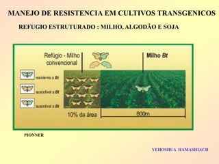 PIONNER 
REFUGIO ESTRUTURADO : MILHO, ALGODÃO E SOJA 
MANEJO DE RESISTENCIA EM CULTIVOS TRANSGENICOS 
YEHOSHUA HAMASHIACH  