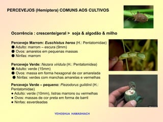 Ocorrência : crescente/geral > soja & algodão & milho 
Percevejo Marrom: Euschistus heros (H.: Pentatomidae) 
● Adulto: marrom – escura (9mm) 
● Ovos: amarelos em pequenas massas 
● Ninfas: marrom 
Percevejo Verde: Nezara viridula (H.: Pentatomidea) 
● Adulto: verde (15mm) 
● Ovos: massa em forma hexagonal de cor amarelada 
● Ninfas: verdes com manchas amarelas e vermelhas 
YEHOSHUA HAMASHIACH 
Percevejo Verde – pequeno: Piezodorus guildinii (H.: Pentatomidae) 
● Adulto: verde (10mm), listras marrons ou vermelhas 
● Ovos: massas de cor preta em forma de barril 
● Ninfas: esverdeadas 
PERCEVEJOS (Hemiptera) COMUNS AOS CULTIVOS 
 