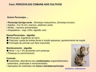 Outros Percevejos ... 
• Percevejo barriga-verde : Dichelops melacanthus, Dichelops furcatus 
• Adultos – 9 a 12 mm, marrons, abdômen verde; 
• Ninfas – marrons acinzentadas; 
• Hospedeiros – soja, milho, algodão, estc. 
Danos/Percevejos : algodão 
● Percevejos: sugadores de seiva 
● Prejuízos: queda de botões florais e maçãs pequenas, apodrecimento de maçãs 
● Formação de carimãs com fibra manchada 
Monitoramento : algodão 
● Nível: = ou > 5% de plantas com presença 
• Presença no caminhamento Controle: ● Inseticidas: alternância e/ou combinações (organofosforados, carbamatos, piretroides e neonicotinóides) 
• Aplicações de inseticidas nos focos e bordaduras/iniciais 
YEHOSHUA HAMASHIACH 
Cont. PERCEVEJOS COMUNS AOS CULTIVOS  