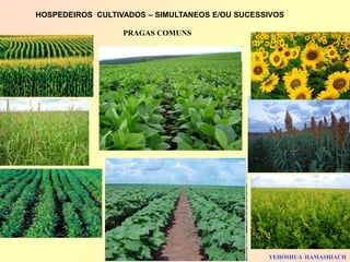 HOSPEDEIROS CULTIVADOS – SIMULTANEOS E/OU SUCESSIVOS 
YEHOSHUA HAMASHIACH 
PRAGAS COMUNS  