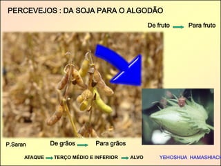 P.Saran 
YEHOSHUA HAMASHIACH 
PERCEVEJOS : DA SOJA PARA O ALGODÃO 
De fruto Para fruto 
De grãos Para grãos 
ATAQUE TERÇO MÉDIO E INFERIOR ALVO  