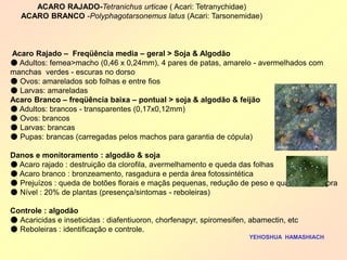 Acaro Rajado – Freqüência media – geral > Soja & Algodão 
● Adultos: femea>macho (0,46 x 0,24mm), 4 pares de patas, amarelo - avermelhados com manchas verdes - escuras no dorso 
● Ovos: amarelados sob folhas e entre fios 
● Larvas: amareladas 
Acaro Branco – freqüência baixa – pontual > soja & algodão & feijão 
● Adultos: brancos - transparentes (0,17x0,12mm) 
● Ovos: brancos 
● Larvas: brancas 
● Pupas: brancas (carregadas pelos machos para garantia de cópula) 
Danos e monitoramento : algodão & soja 
● Acaro rajado : destruição da clorofila, avermelhamento e queda das folhas 
● Acaro branco : bronzeamento, rasgadura e perda área fotossintética 
● Prejuízos : queda de botões florais e maçãs pequenas, redução de peso e qualidade da fibra 
● Nível : 20% de plantas (presença/sintomas - reboleiras) 
Controle : algodão 
● Acaricidas e inseticidas : diafentiuoron, chorfenapyr, spiromesifen, abamectin, etc 
● Reboleiras : identificação e controle. 
YEHOSHUA HAMASHIACH 
ACARO RAJADO-Tetranichus urticae ( Acari: Tetranychidae) 
ACARO BRANCO -Polyphagotarsonemus latus (Acari: Tarsonemidae)  