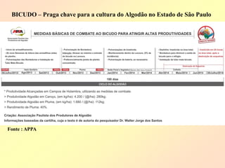 Fonte : APPA 
BICUDO – Praga chave para a cultura do Algodão no Estado de São Paulo 
 