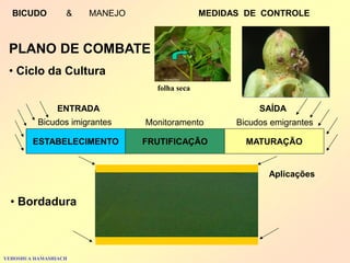 PLANO DE COMBATE 
• Ciclo da Cultura 
ESTABELECIMENTO 
FRUTIFICAÇÃO 
MATURAÇÃO 
Bicudos imigrantes 
Monitoramento 
Bicudos emigrantes 
ENTRADA 
SAÍDA 
• Bordadura 
Aplicações 
YEHOSHUA HAMASHIACH 
BICUDO & MANEJO MEDIDAS DE CONTROLE 
folha seca  