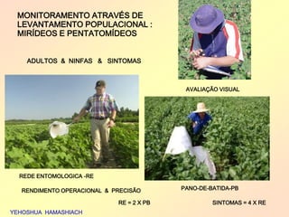 MONITORAMENTO ATRAVÉS DE 
LEVANTAMENTO POPULACIONAL : 
MIRÍDEOS E PENTATOMÍDEOS 
YEHOSHUA HAMASHIACH 
REDE ENTOMOLOGICA -RE 
PANO-DE-BATIDA-PB 
AVALIAÇÃO VISUAL 
RENDIMENTO OPERACIONAL & PRECISÃO 
RE = 2 X PB 
ADULTOS & NINFAS & SINTOMAS 
SINTOMAS = 4 X RE 
 