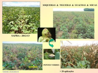 SAFRA : 2012/13 
SOQUEIRAS & TIGUERAS & GUACHAS & SOCAS 
> 20 aplicações 
YEHOSHUA HAMASHIACH 
PONTES VERDES  