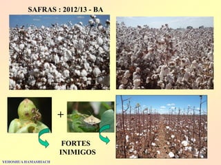 SAFRAS : 2012/13 - BA 
+ 
FORTES INIMIGOS 
YEHOSHUA HAMASHIACH  