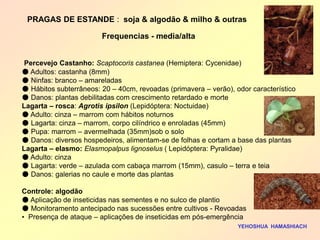 Percevejo Castanho: Scaptocoris castanea (Hemiptera: Cycenidae) 
● Adultos: castanha (8mm) 
● Ninfas: branco – amareladas 
● Hábitos subterrâneos: 20 – 40cm, revoadas (primavera – verão), odor característico 
● Danos: plantas debilitadas com crescimento retardado e morte 
Lagarta – rosca: Agrotis ipsilon (Lepidóptera: Noctuidae) 
● Adulto: cinza – marrom com hábitos noturnos 
● Lagarta: cinza – marrom, corpo cilíndrico e enroladas (45mm) 
● Pupa: marrom – avermelhada (35mm)sob o solo 
● Danos: diversos hospedeiros, alimentam-se de folhas e cortam a base das plantas 
Lagarta – elasmo: Elasmopalpus lignoselus ( Lepidóptera: Pyralidae) 
● Adulto: cinza 
● Lagarta: verde – azulada com cabaça marrom (15mm), casulo – terra e teia 
● Danos: galerias no caule e morte das plantas 
Controle: algodão 
● Aplicação de inseticidas nas sementes e no sulco de plantio 
● Monitoramento antecipado nas sucessões entre cultivos - Revoadas 
• Presença de ataque – aplicações de inseticidas em pós-emergência 
YEHOSHUA HAMASHIACH 
PRAGAS DE ESTANDE : soja & algodão & milho & outras 
Frequencias - media/alta  