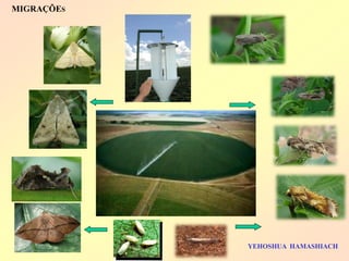 MIGRAÇÕES 
YEHOSHUA HAMASHIACH  
