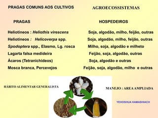 PRAGAS COMUNS AOS CULTIVOS 
Heliotineos : Heliothis virescens Soja, algodão, milho, feijão, outras 
Heliotíneos : Helicoverpa spp. Soja, algodão, milho, feijão, outras 
Spodoptera spp., Elasmo, Lg. rosca Milho, soja, algodão e milheto 
Lagarta falsa medideira Feijão, soja, algodão, outras 
Ácaros (Tetranichideos) Soja, algodão e outras 
Mosca branca, Percevejos Feijão, soja, algodão, milho e outras 
YEHOSHUA HAMASHIACH 
HÁBITO ALIMENTAR GENERALISTA 
MANEJO : AREA AMPLIADA 
PRAGAS 
HOSPEDEIROS 
AGROECOSSISTEMAS  