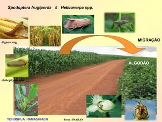 Spodoptera frugiperda & Helicoverpa spp. 
ALGODÃO 
MIGRAÇÃO 
YEHOSHUA HAMASHIACH 
dignow.org 
clubephytus.com 
Fotos : PSARAN  