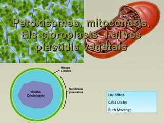 Peroxisomes, mitocondris,
 Els cloroplasts i altres
    plastidis vegetals



                 Luz Britos
                 Caba Diaby
                 Ruth Mwange
 
