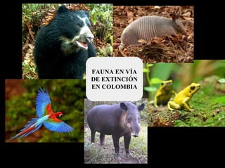 FAUNA EN VÍA
DE EXTINCIÓN
EN COLOMBIA
 