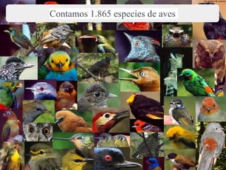 Contamos 1.865 especies de aves
 
