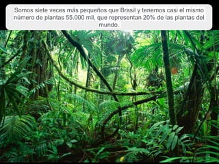 Somos siete veces más pequeños que Brasil y tenemos casi el mismo
número de plantas 55.000 mil, que representan 20% de las plantas del
mundo.
 