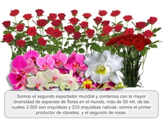 Somos el segundo exportador mundial y contamos con la mayor
diversidad de especies de flores en el mundo, más de 50 mil, de las
cuales 3.500 son orquídeas y 233 orquídeas nativas; somos el primer
productor de claveles. y el segundo de rosas.
 