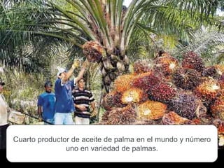 Cuarto productor de aceite de palma en el mundo y número
uno en variedad de palmas.
 