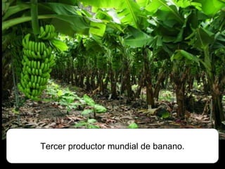 Tercer productor mundial de banano.
 
