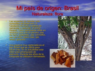 Mi país de origen: BrasilMi país de origen: Brasil
Naturaleza: floraNaturaleza: flora
• Las especies de árboles másLas especies de árboles más
conocidas de Brasil son: Aconocidas de Brasil son: A
Castanha do Pará, a palma deCastanha do Pará, a palma de
carnauba o carandaí, el pinhocarnauba o carandaí, el pinho
Paraná, Otros ejemplares útiles enParaná, Otros ejemplares útiles en
distintos usos son la peroba, paudistintos usos son la peroba, pau
de ferro, guatambú, pau vermelho,de ferro, guatambú, pau vermelho,
pau de rosa, cedro rosa, ipé,pau de rosa, cedro rosa, ipé,
aracá, guayaco…aracá, guayaco…
• Una especie muy apreciada es elUna especie muy apreciada es el
pau Brasil que se utiliza parapau Brasil que se utiliza para
hacer tinta. En la actualidad estehacer tinta. En la actualidad este
árbol está amenazado deárbol está amenazado de
extinción. Durante los años de laextinción. Durante los años de la
conquista se utilizaron demasiado.conquista se utilizaron demasiado.
 