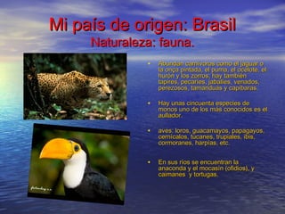 Mi país de origen: BrasilMi país de origen: Brasil
Naturaleza: fauna.Naturaleza: fauna.
• Abundan carnívoros como el jaguar oAbundan carnívoros como el jaguar o
la onça pintada, el puma, el ocelote, ella onça pintada, el puma, el ocelote, el
hurón y los zorros; hay tambiénhurón y los zorros; hay también
tapires, pecaríes, jabalíes, venados,tapires, pecaríes, jabalíes, venados,
perezosos, tamanduás y capibaras.perezosos, tamanduás y capibaras.
• Hay unas cincuenta especies deHay unas cincuenta especies de
monos uno de los más conocidos es elmonos uno de los más conocidos es el
aullador.aullador.
• aves: loros, guacamayos, papagayos,aves: loros, guacamayos, papagayos,
cernícalos, tucanes, trupiales, ibis,cernícalos, tucanes, trupiales, ibis,
cormoranes, harpías, etc.cormoranes, harpías, etc.
• En sus ríos se encuentran laEn sus ríos se encuentran la
anaconda y el mocasín (ofidios), yanaconda y el mocasín (ofidios), y
caimanes  y tortugas.caimanes  y tortugas.
 