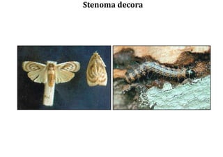 Stenoma decora
 