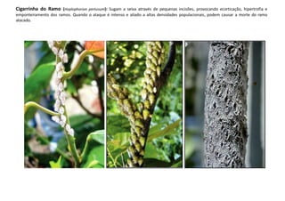 Cigarrinha do Ramo (Hoplophorion pertusum): Sugam a seiva através de pequenas incisões, provocando ecorticação, hipertrofia e
emponteiramento dos ramos. Quando o ataque é intenso e aliado a altas densidades populacionais, podem causar a morte do ramo
atacado.
 