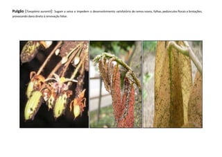 Pulgão (Toxoptera aurantii): Sugam a seiva e impedem o desenvolvimento satisfatório de ramos novos, folhas, pedúnculos florais e brotações;
provocando dano direto à renovação foliar.
 