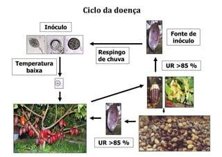 Ciclo da doença
UR >85 %
Respingo
de chuva
Temperatura
baixa
Fonte de
inóculo
UR >85 %
Inóculo
 