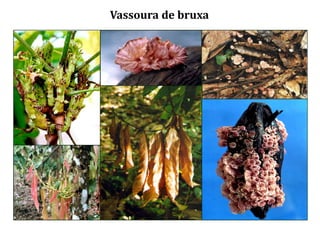 Vassoura de bruxa
 