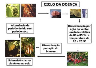 CICLO DA DOENÇA
Disseminação
por ação do
homem
Sobrevivência: na
planta ou no solo
Alternância de
período úmido com
período seco
Disseminação por
ação do vento:
umidade relativa
de 80 a 85 % e
temperatura de
20 a 25 oC
 
