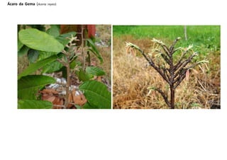 Ácaro da Gema (Aceria reyesi)
 