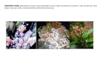 Cochonilha rosada (Maconellicoccus hirsutus): Provoca deformação de ramos e folhas, encurtamento de entrenós e morte do ápice dos ramos.
Injetam toxina que atrofia o crescimento de folhas, inflorescências e frutos novos.
 