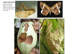Lagarta mede palmo
(Peosina mexicana):
Raspa os tecidos das
folhas novas e perfuram os
frutos, principalmente os
mais novos.
 