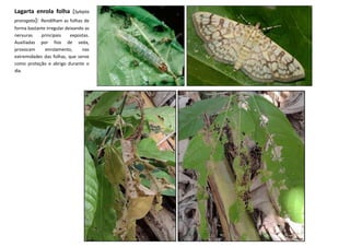 Lagarta enrola folha (Sylepta
prorogata): Rendilham as folhas de
forma bastante irregular deixando as
nervuras principais expostas.
Auxiliadas por fios de seda,
provocam enrolamento, nas
extremidades das folhas, que serve
como proteção e abrigo durante o
dia.
 