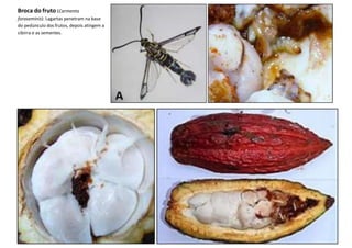 Broca do fruto (Carmenta
foraseminis): Lagartas penetram na base
do pedúnculo dos frutos, depois atingem a
cibirra e as sementes.
 