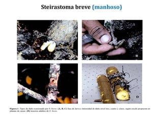 Steirastoma breve (manhoso)
 