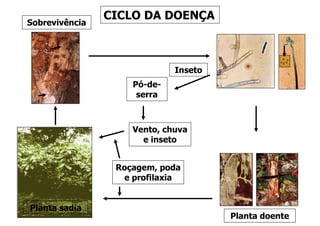 CICLO DA DOENÇA
Vento, chuva
e inseto
Sobrevivência
Roçagem, poda
e profilaxia
Pó-de-
serra
Planta doente
Planta sadia
Inseto
 